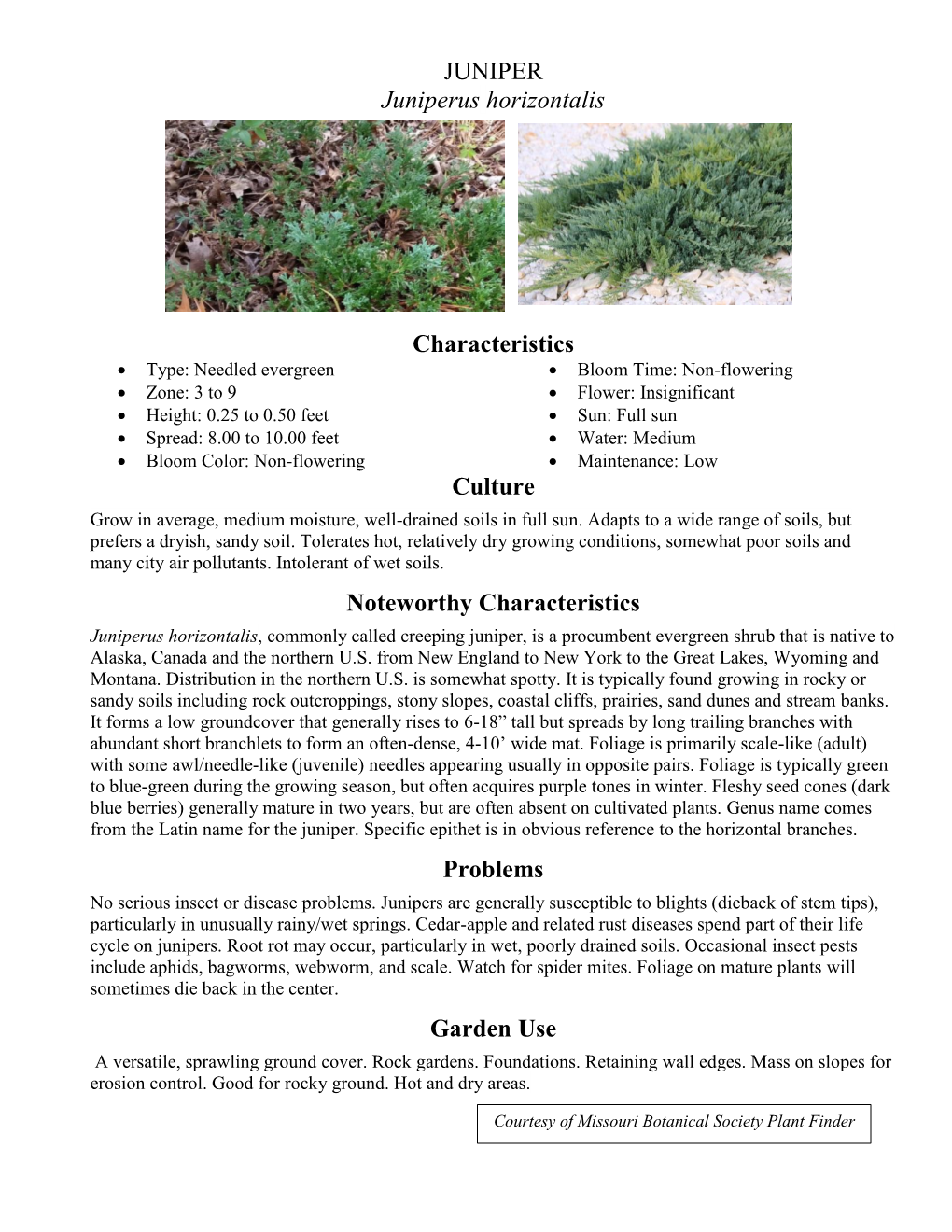 JUNIPER Juniperus Horizontalis Characteristics Culture Noteworthy