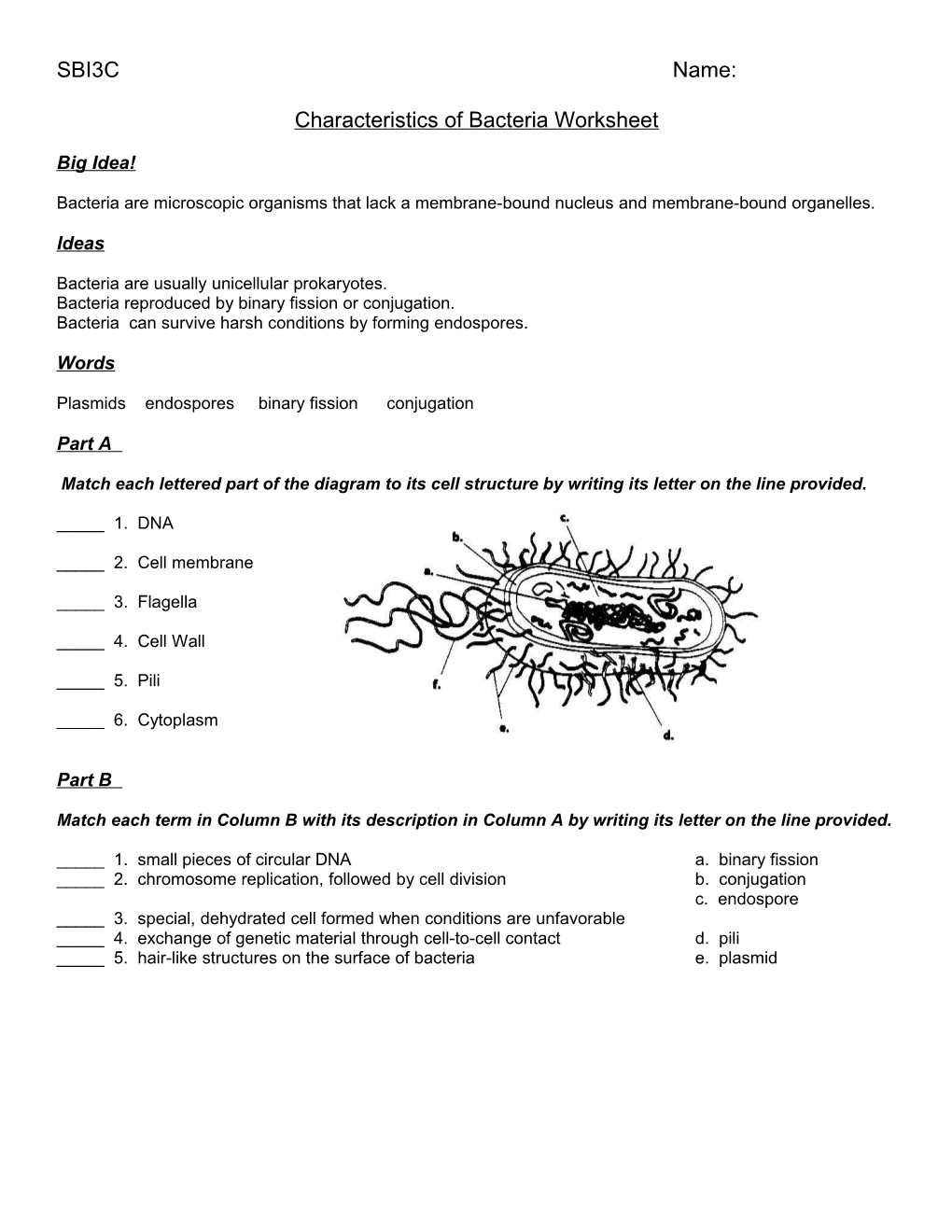 Worksheet Characteristics Of Bacteria