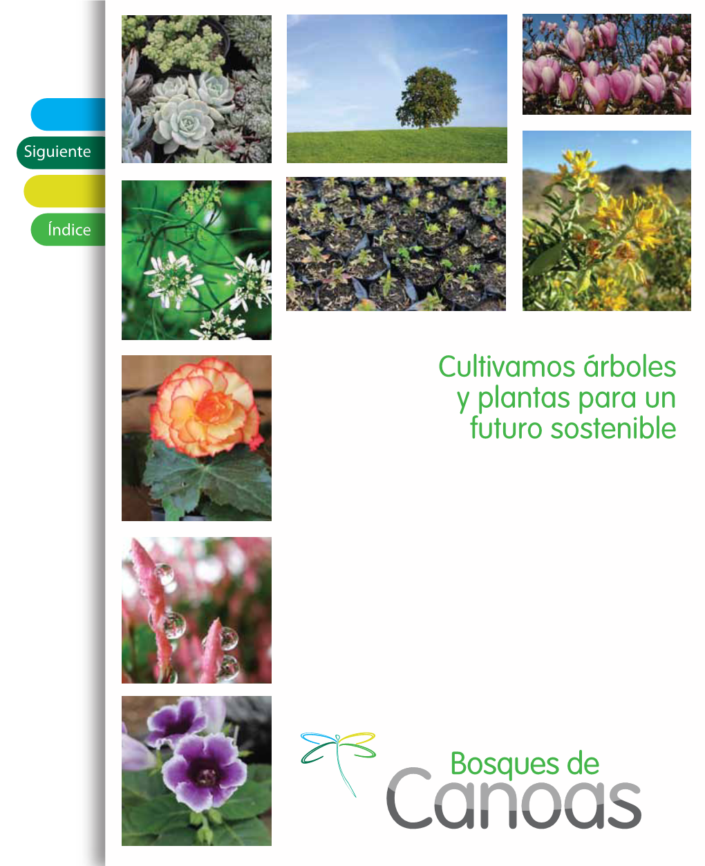 Cultivamos Árboles Y Plantas Para Un Futuro Sostenible Inicio