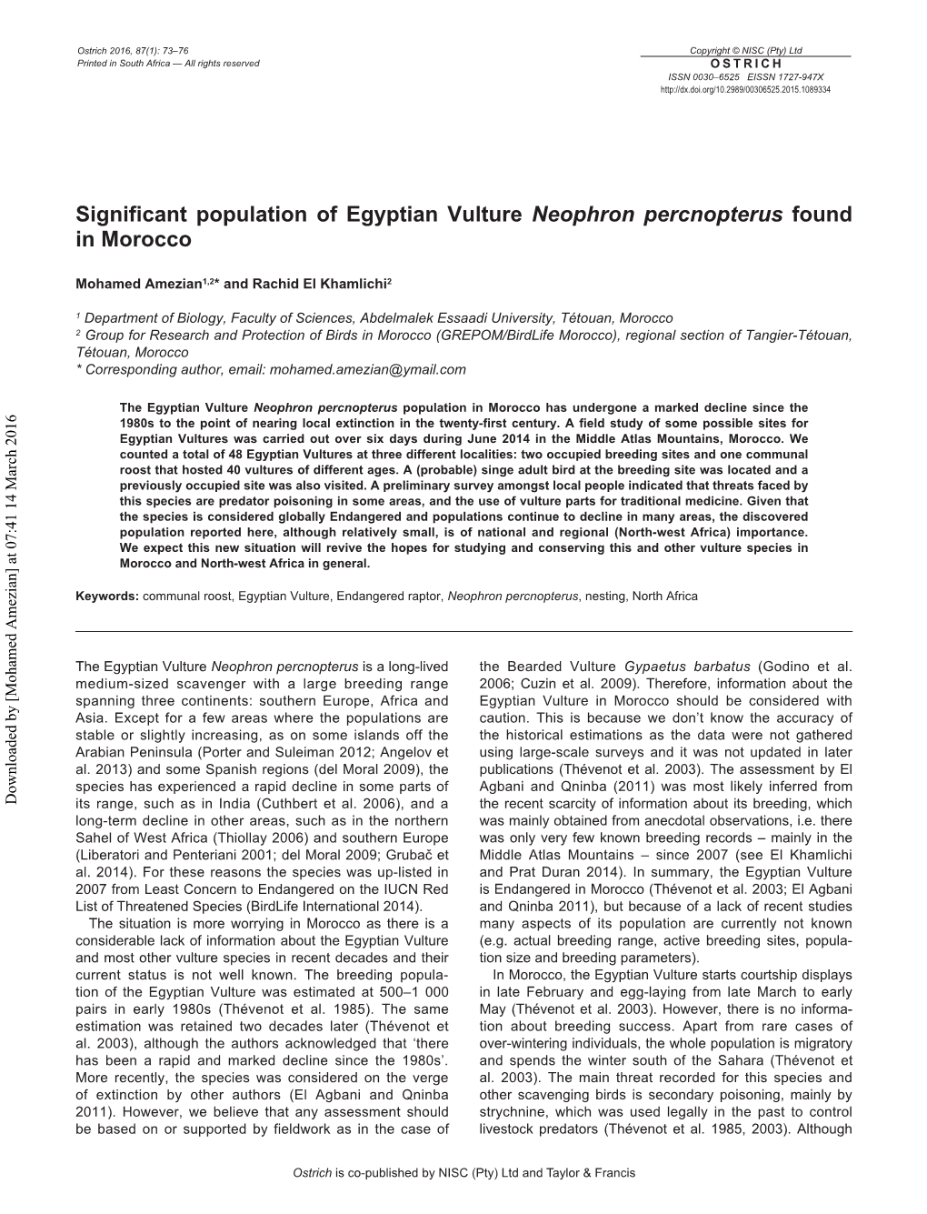 Significant Population of Egyptian Vulture Neophron Percnopterus Found in Morocco