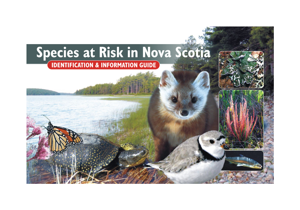 Species at Risk in Nova Scotia IDENTIFICATION & INFORMATION GUIDE