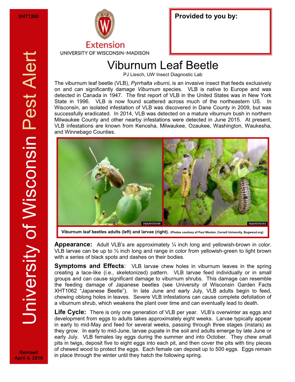 Viburnum Leaf Beetle Pest Alert