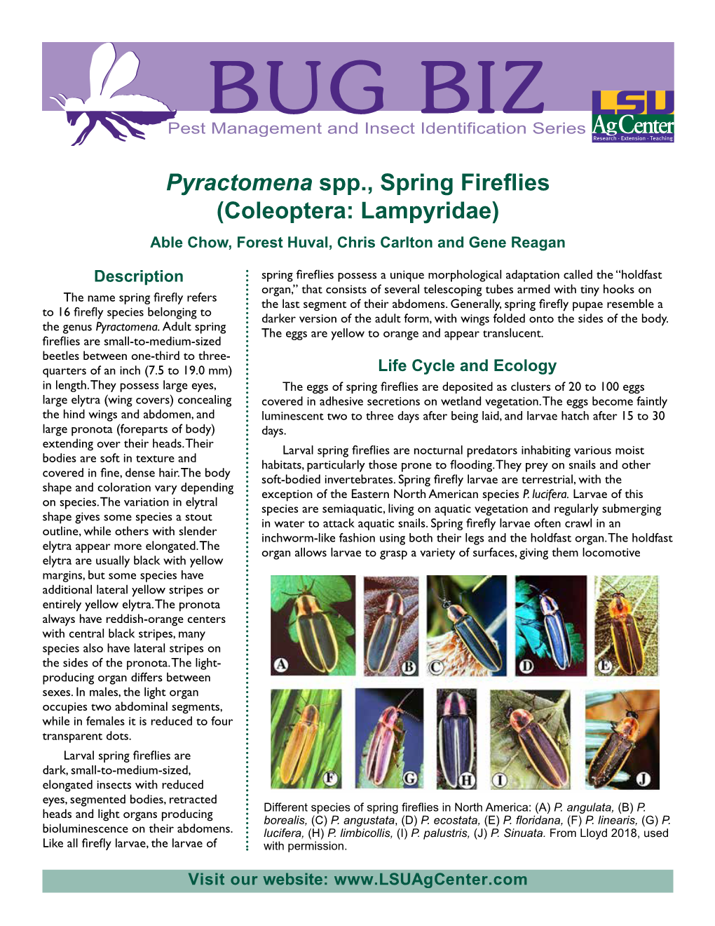 Pyractomena Spp., Spring Fireflies (Coleoptera: Lampyridae) Able Chow, Forest Huval, Chris Carlton and Gene Reagan