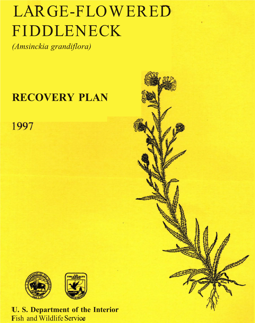 LARGE-FLOWERED FIDDLENECK (Amsinckia Grandiflora)