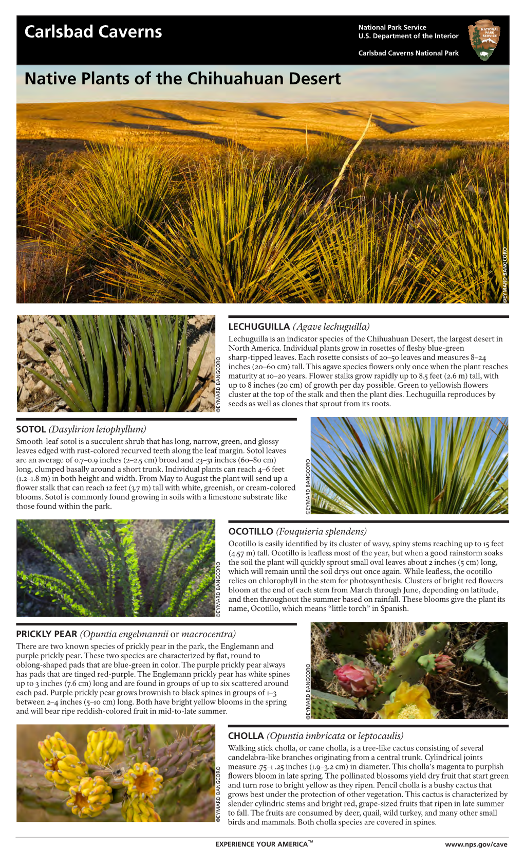 Native Plants of the Chihuahuan Desert ©EYMARD BANGCORO