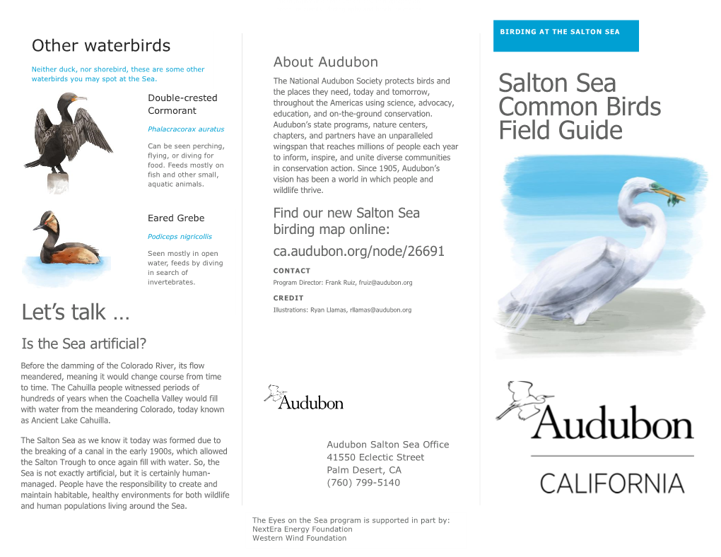 Salton Sea Common Birds Field Guide