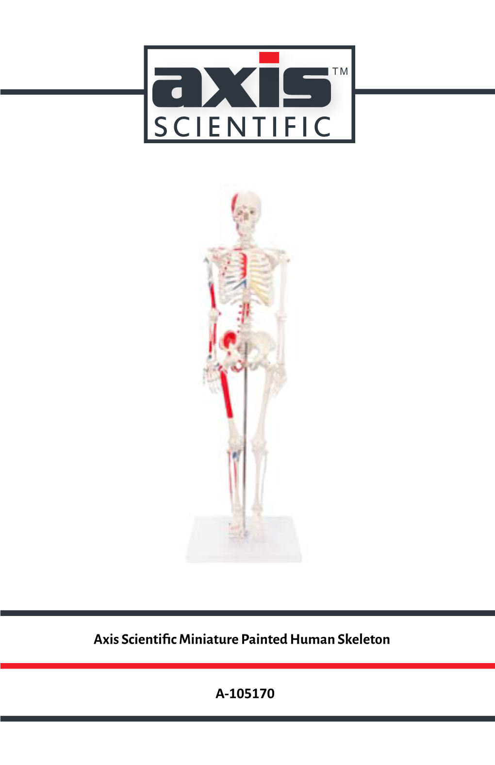 Axis Scientific Miniature Painted Human Skeleton A-105170