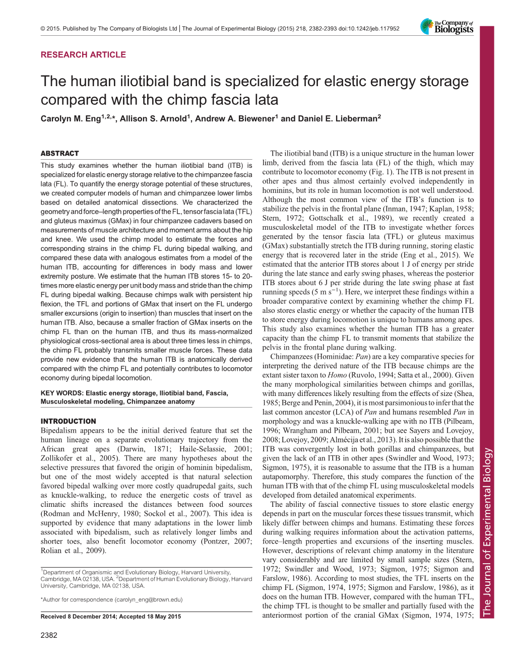 The Human Iliotibial Band Is Specialized for Elastic Energy Storage Compared with the Chimp Fascia Lata Carolyn M