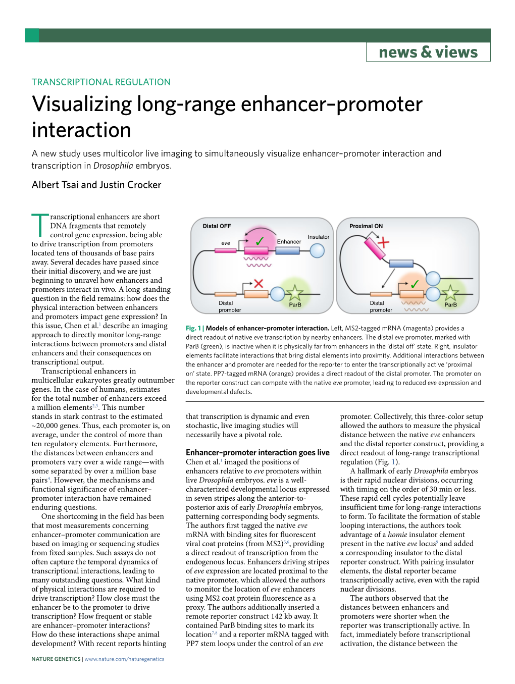 Visualizing Long-Range Enhancer–Promoter Interaction