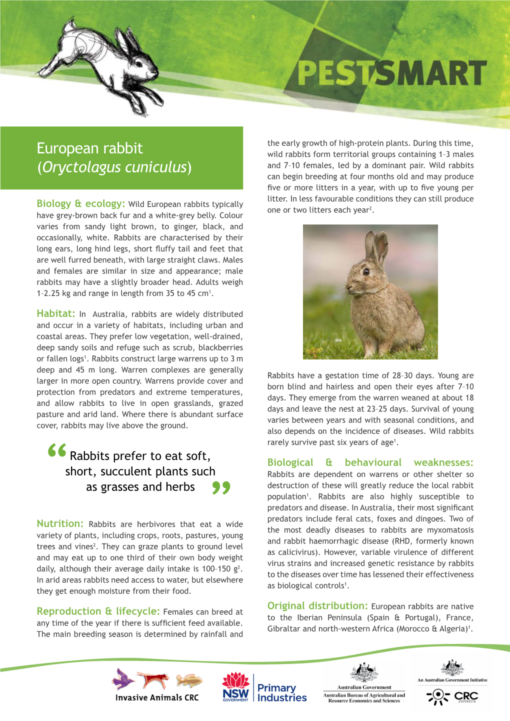 European Rabbit (Oryctolagus Cuniculus)