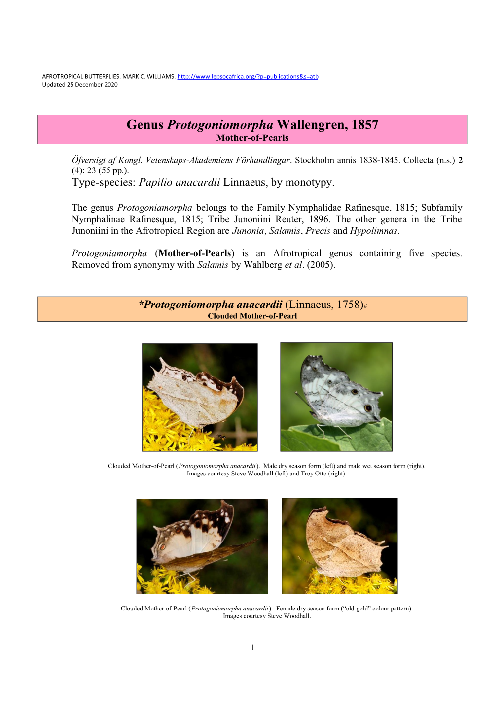 380 Genus Protogoniomorpha Wallengren