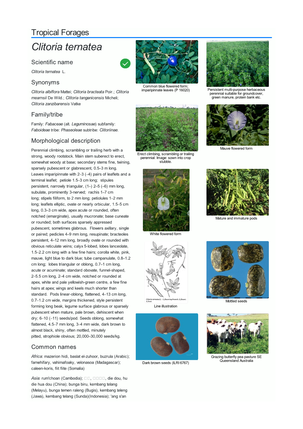 Clitoria Ternatea Scientific Name  Clitoria Ternatea L