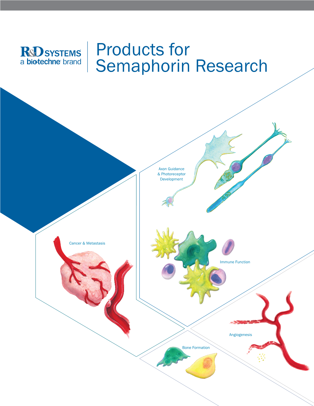 Products for Semaphorin Research