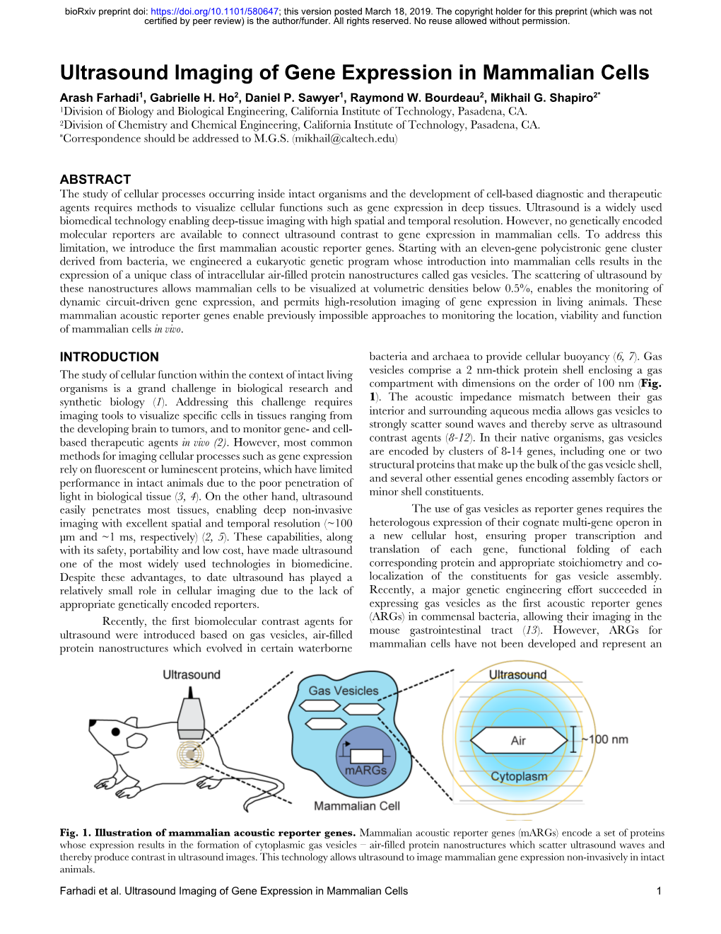 Ultrasound Imaging of Gene Expression in Mammalian Cells Arash Farhadi1, Gabrielle H