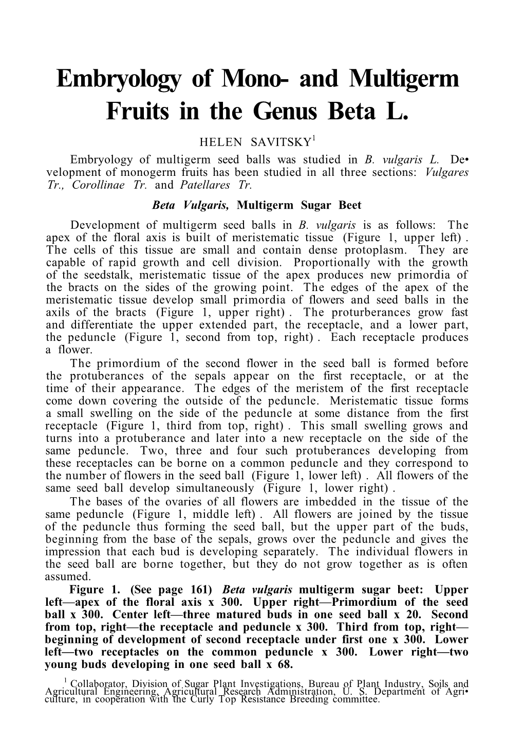 Embryology of Mono- and Multigerm Fruits in the Genus Beta L. HELEN SAVITSKY1 Embryology of Multigerm Seed Balls Was Studied in B