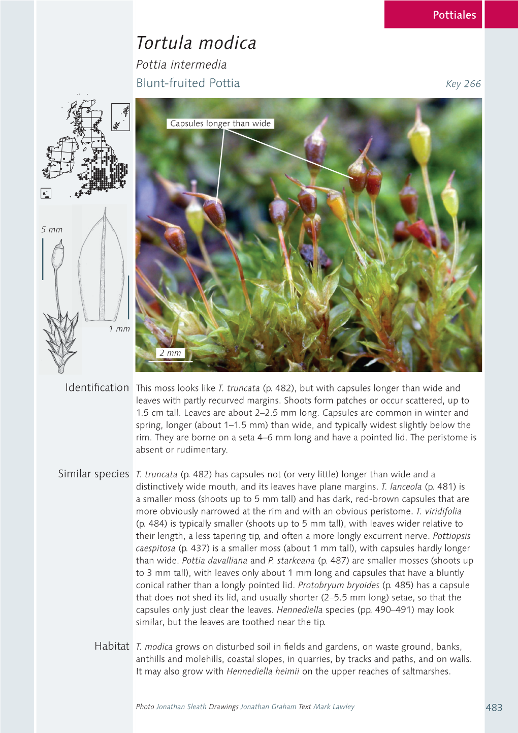 Tortula Modica Pottia Intermedia Blunt-Fruited Pottia Key 266