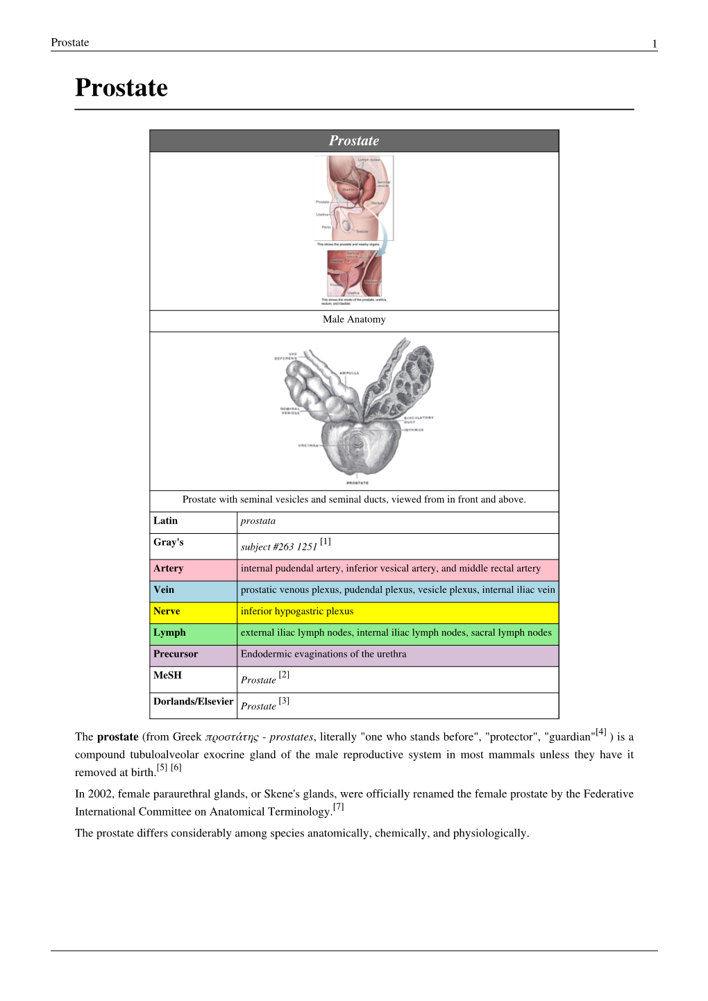 Prostate 1 Prostate