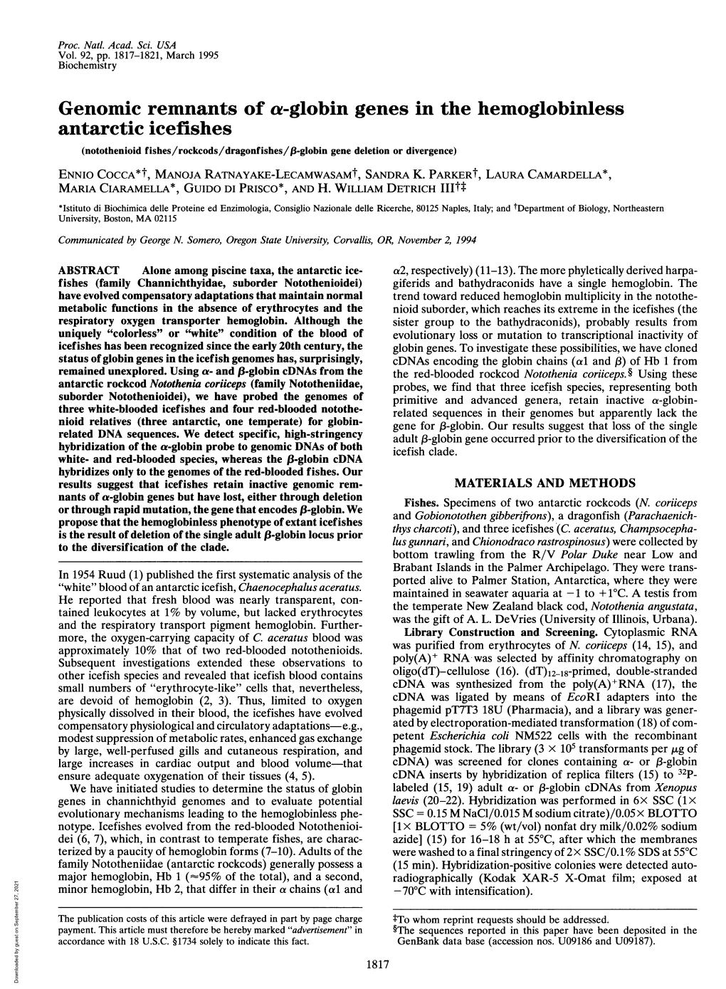 Genomic Remnants of A-Globin Genes in the Hemoglobinless Antarctic