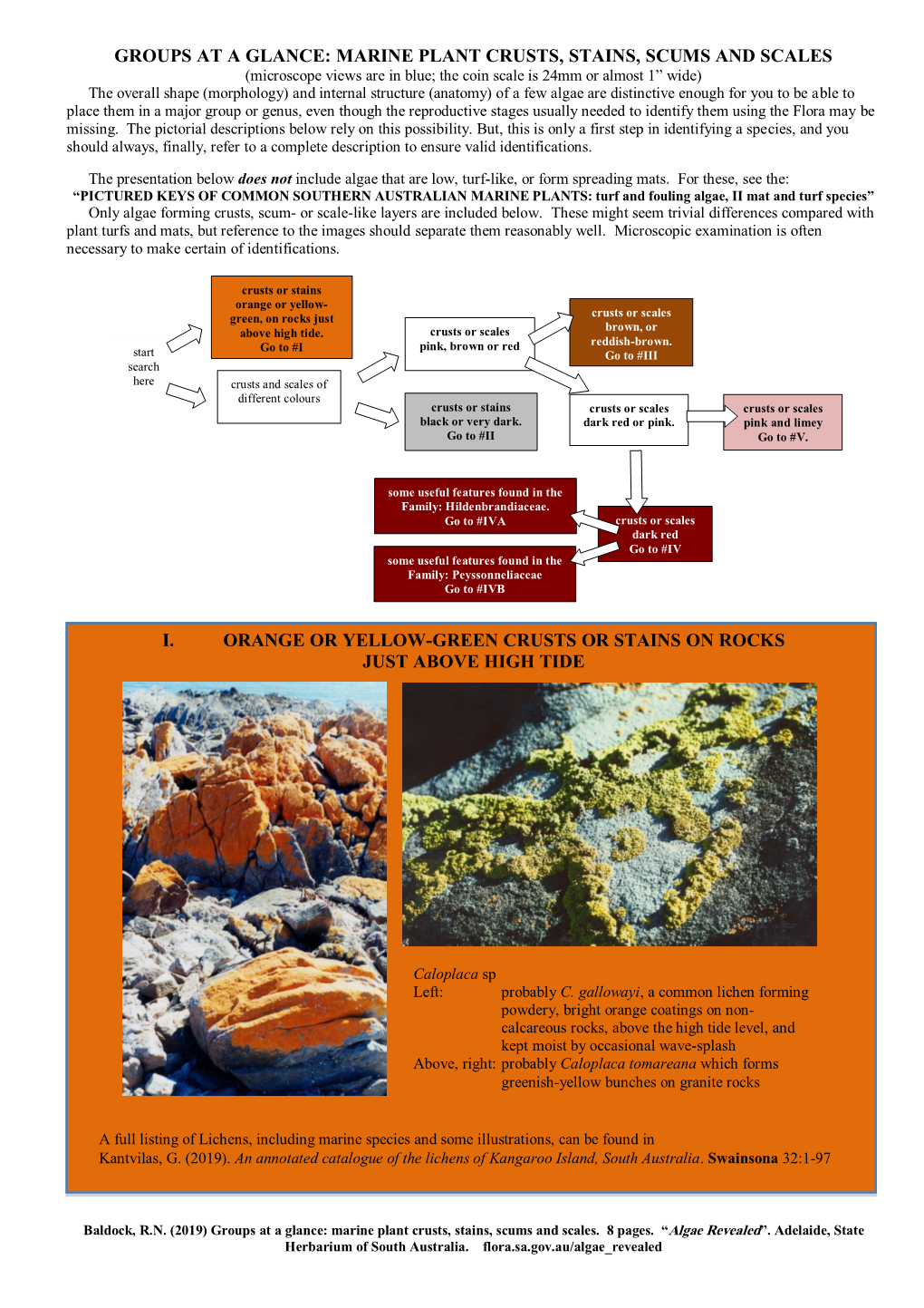 Groups at a Glance: Marine Plant Crusts, Stains, Scums and Scales