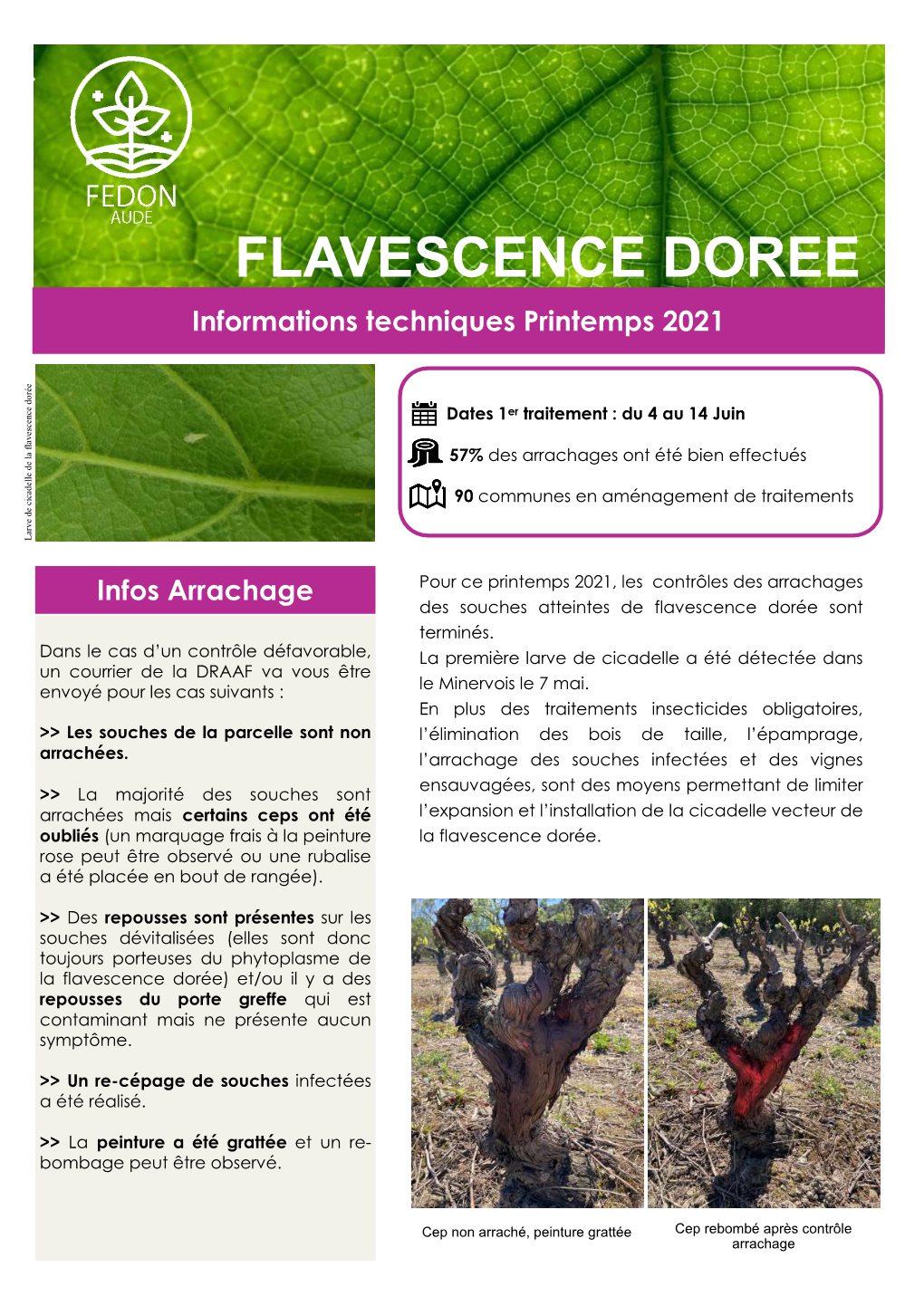 Flavescence Doree