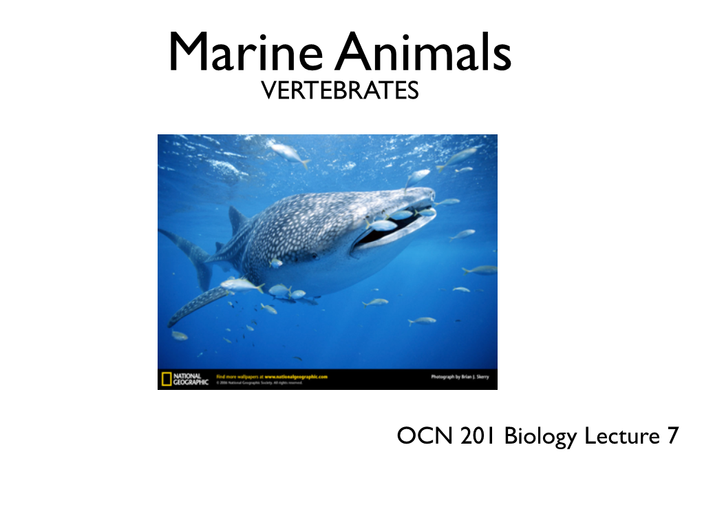 Marine Animals VERTEBRATES