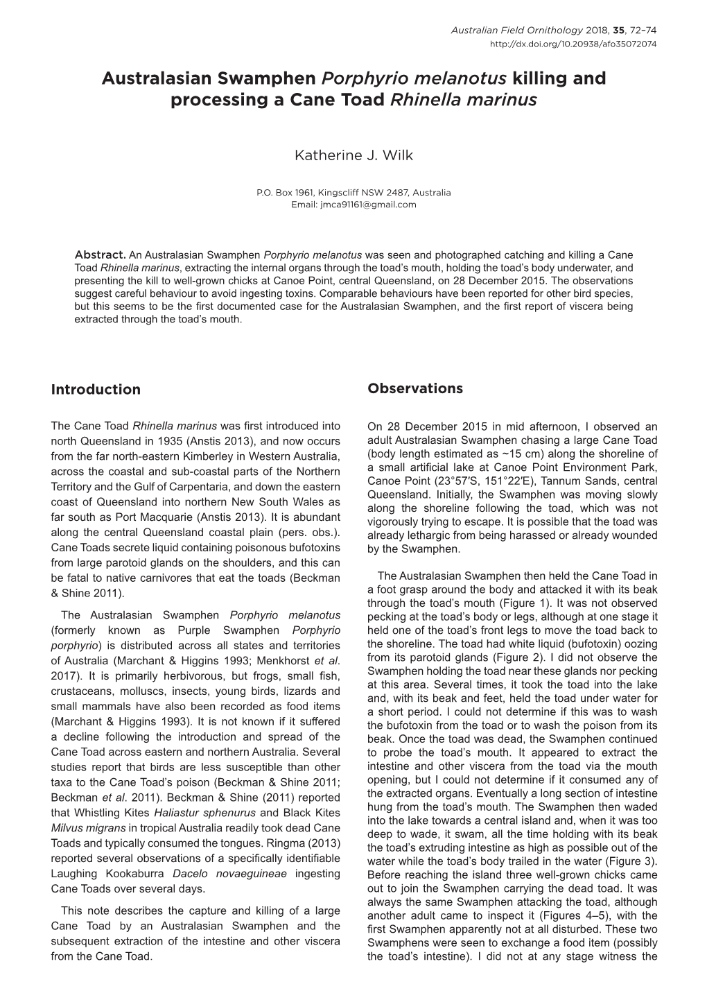 Australasian Swamphen Porphyrio Melanotus Killing and Processing a Cane Toad Rhinella Marinus