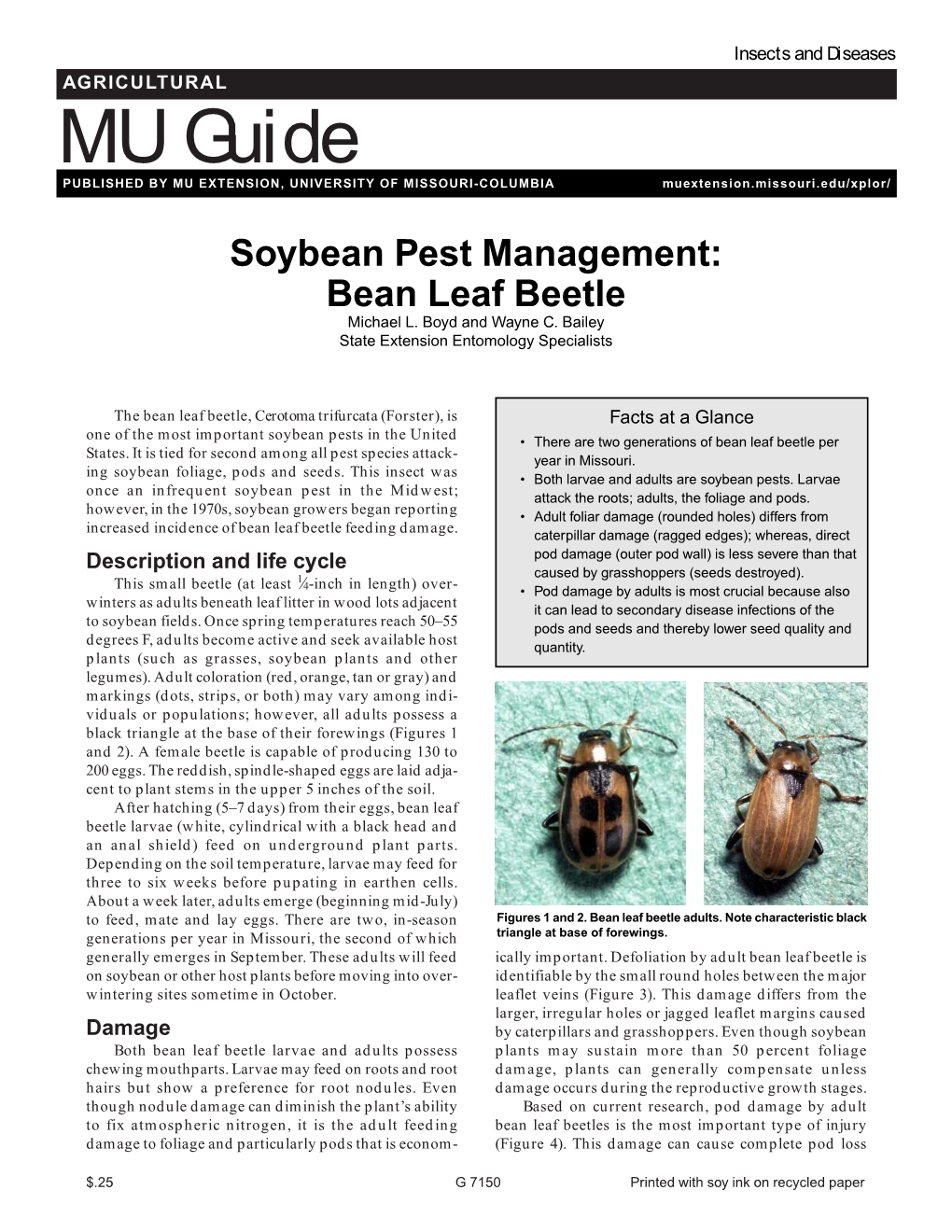 Bean Leaf Beetle Michael L