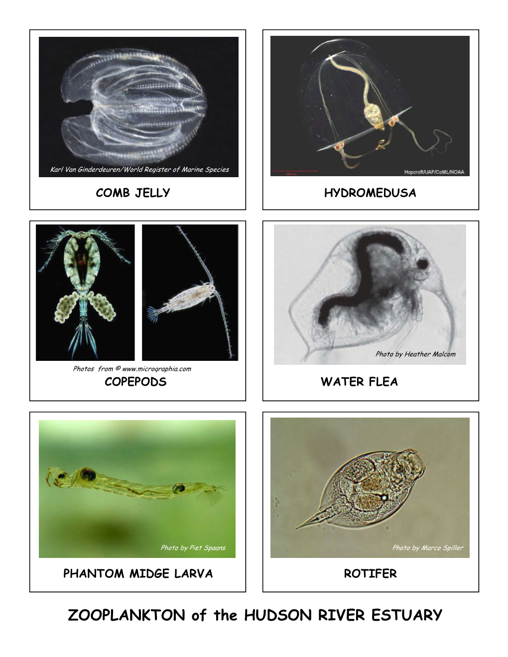 ZOOPLANKTON of the HUDSON RIVER ESTUARY