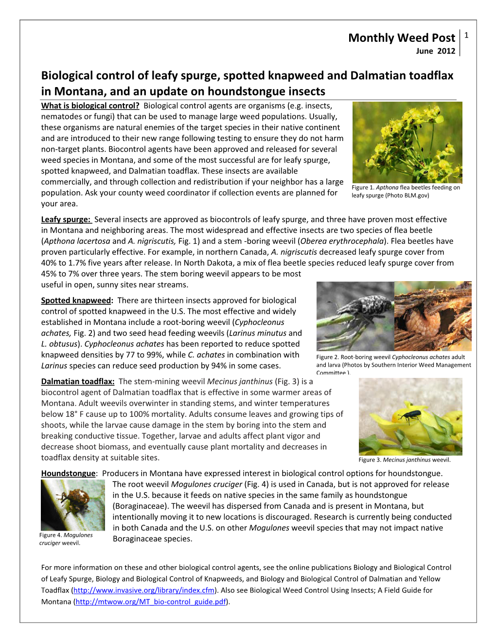 Biological Control of Leafy Spurge, Spotted Knapweed, and Dalmatian