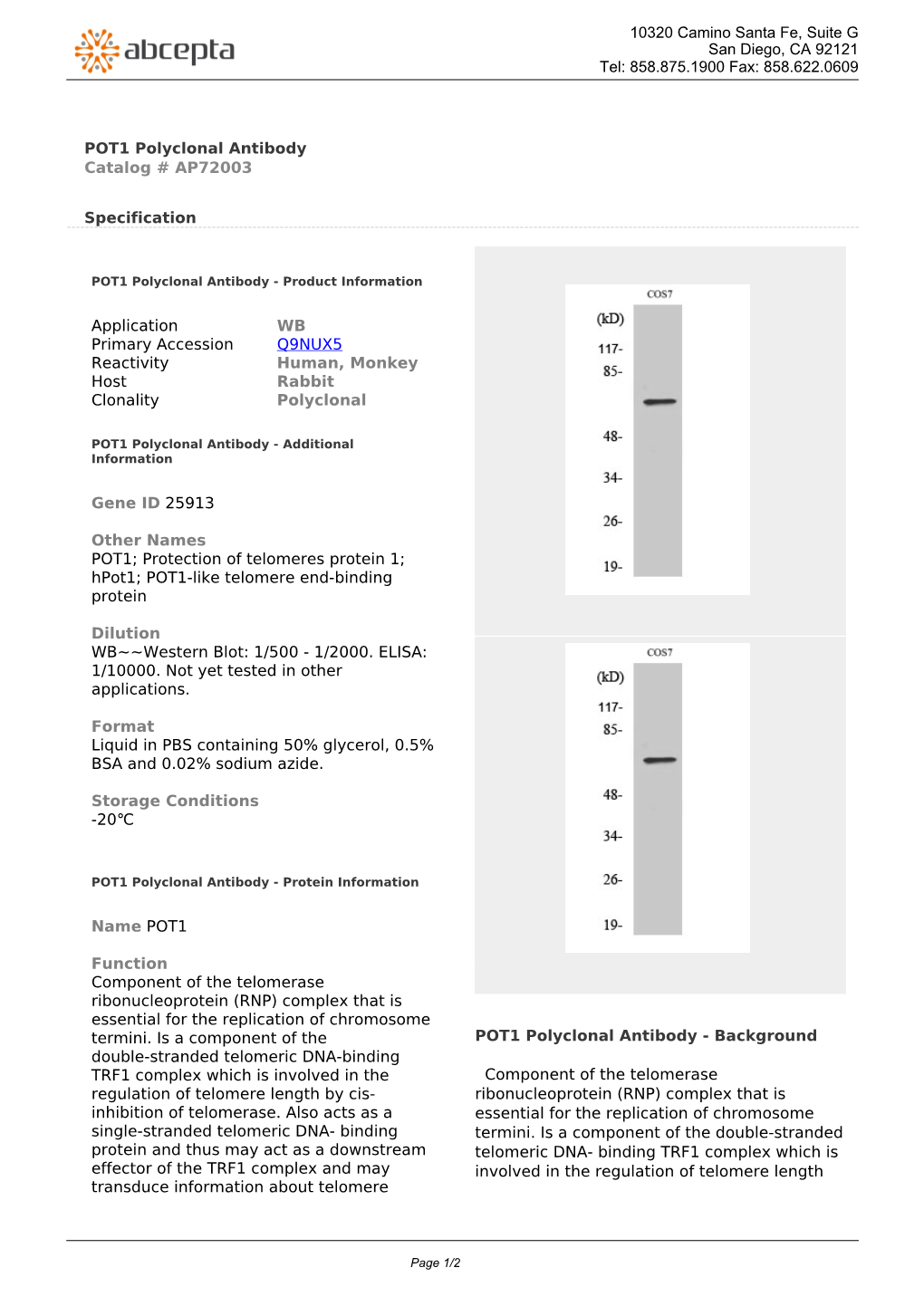 POT1 Polyclonal Antibody Catalog # AP72003