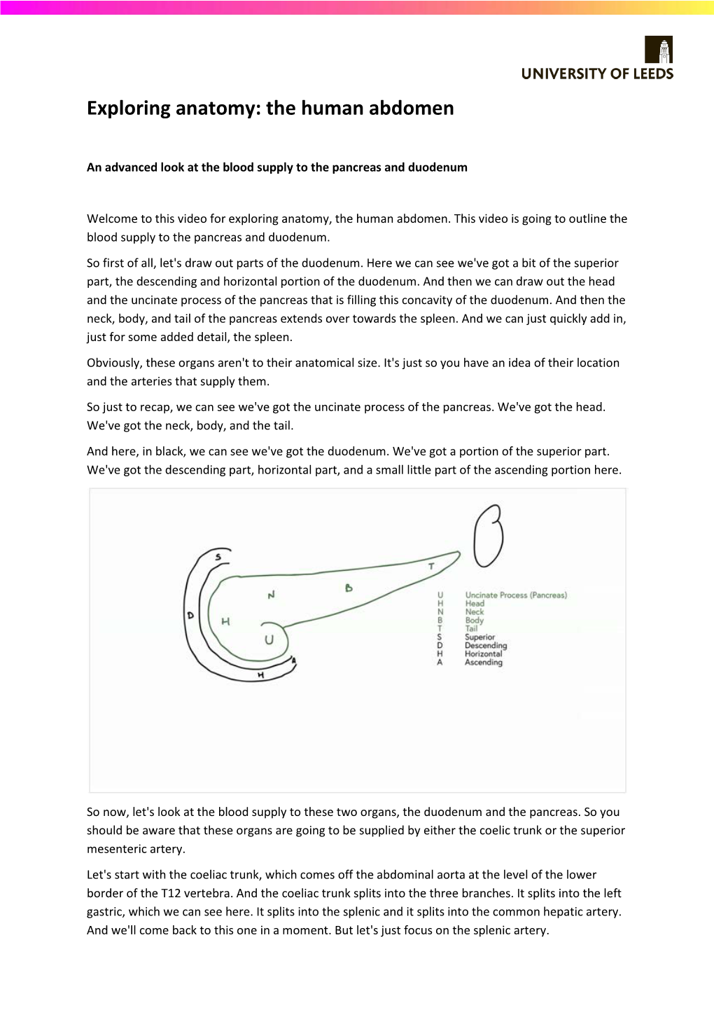 Exploring Anatomy: the Human Abdomen