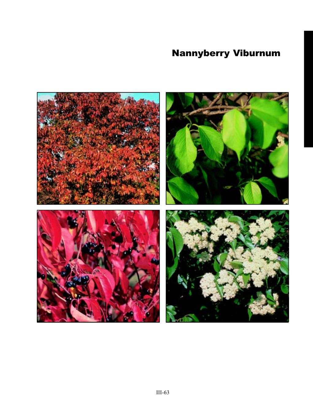 Nannyberry Viburnum