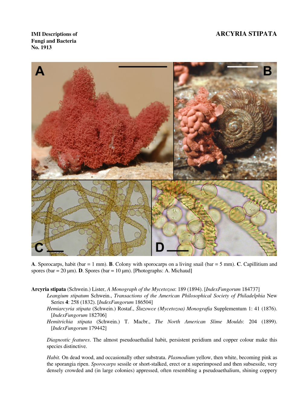 ARCYRIA STIPATA Fungi and Bacteria No