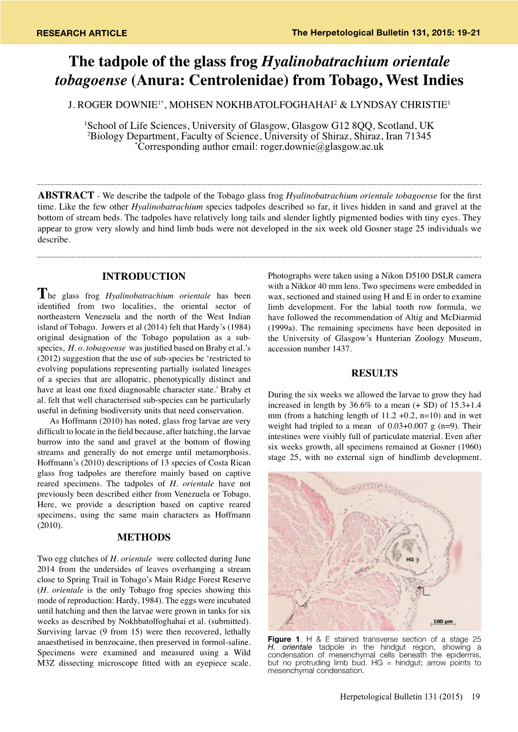 The Tadpole of the Glass Frog Hyalinobatrachium Orientale Tobagoense (Anura: Centrolenidae) from Tobago, West Indies J