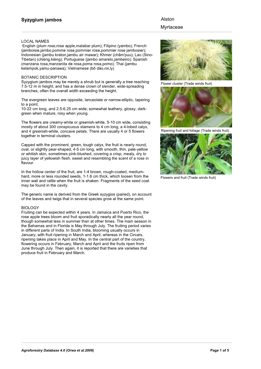 Syzygium Jambos Alston Myrtaceae