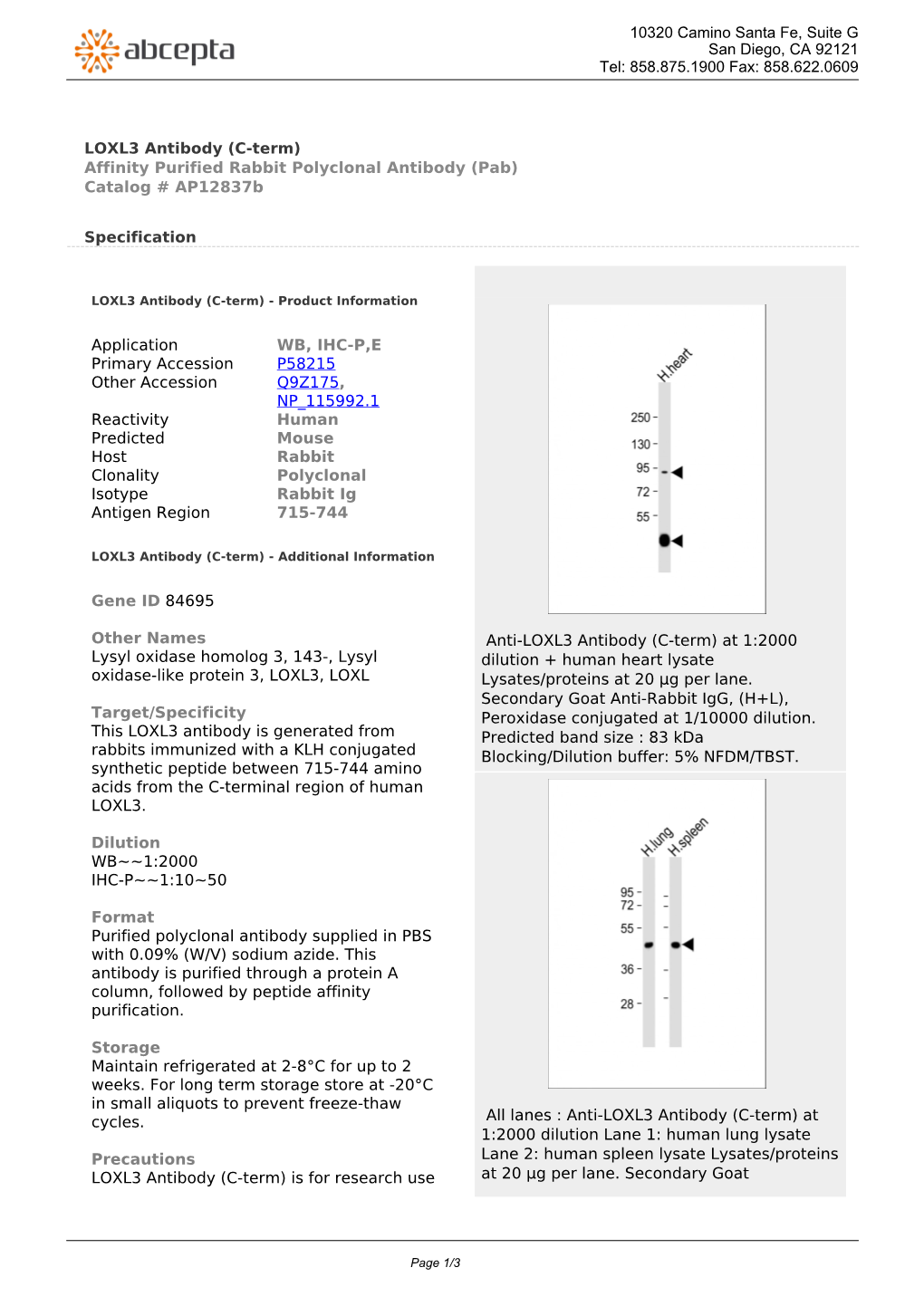 LOXL3 Antibody (C-Term) Affinity Purified Rabbit Polyclonal Antibody (Pab) Catalog # Ap12837b