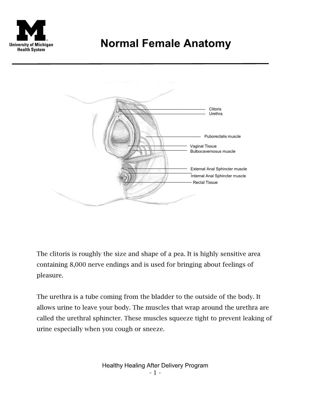 Normal Female Anatomy