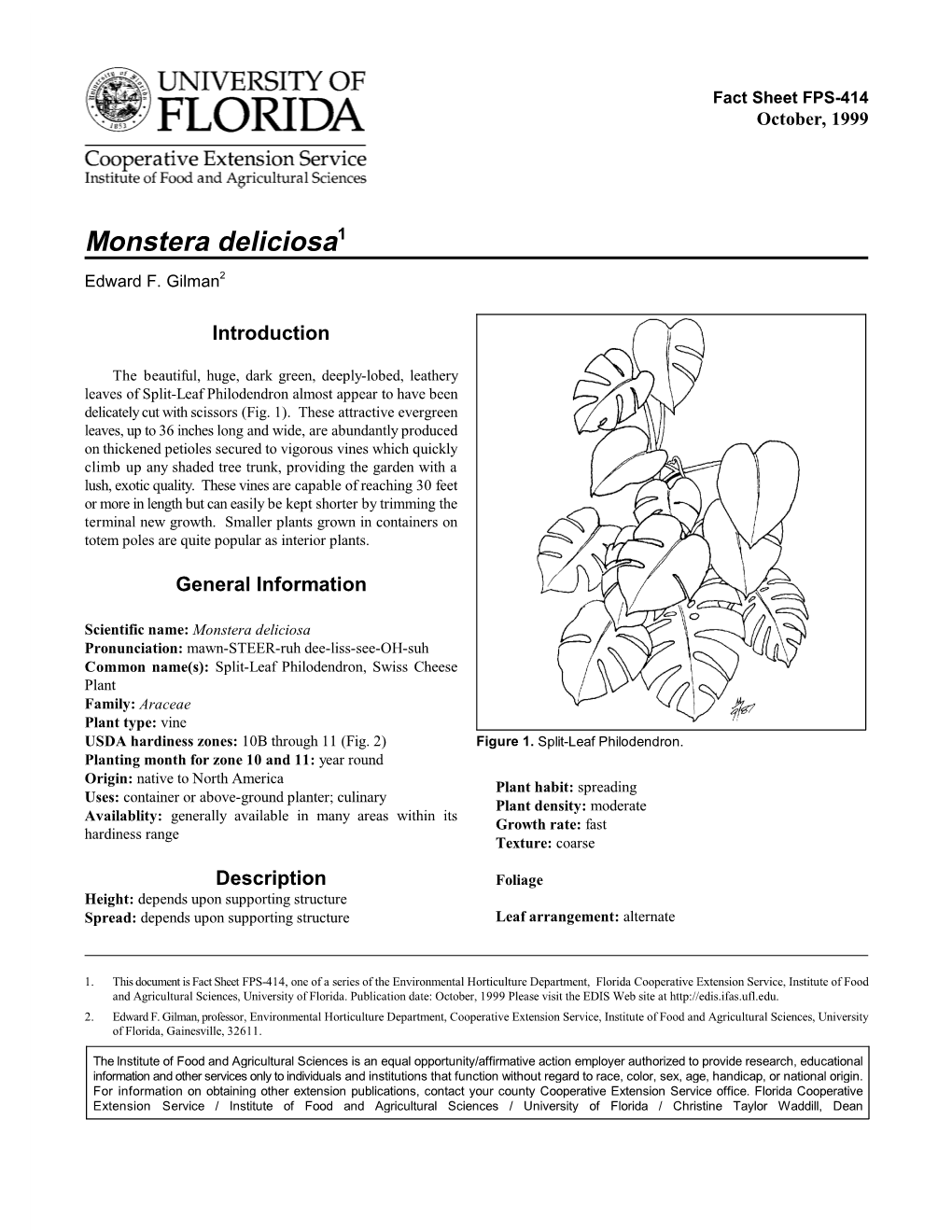 Monstera Deliciosa1