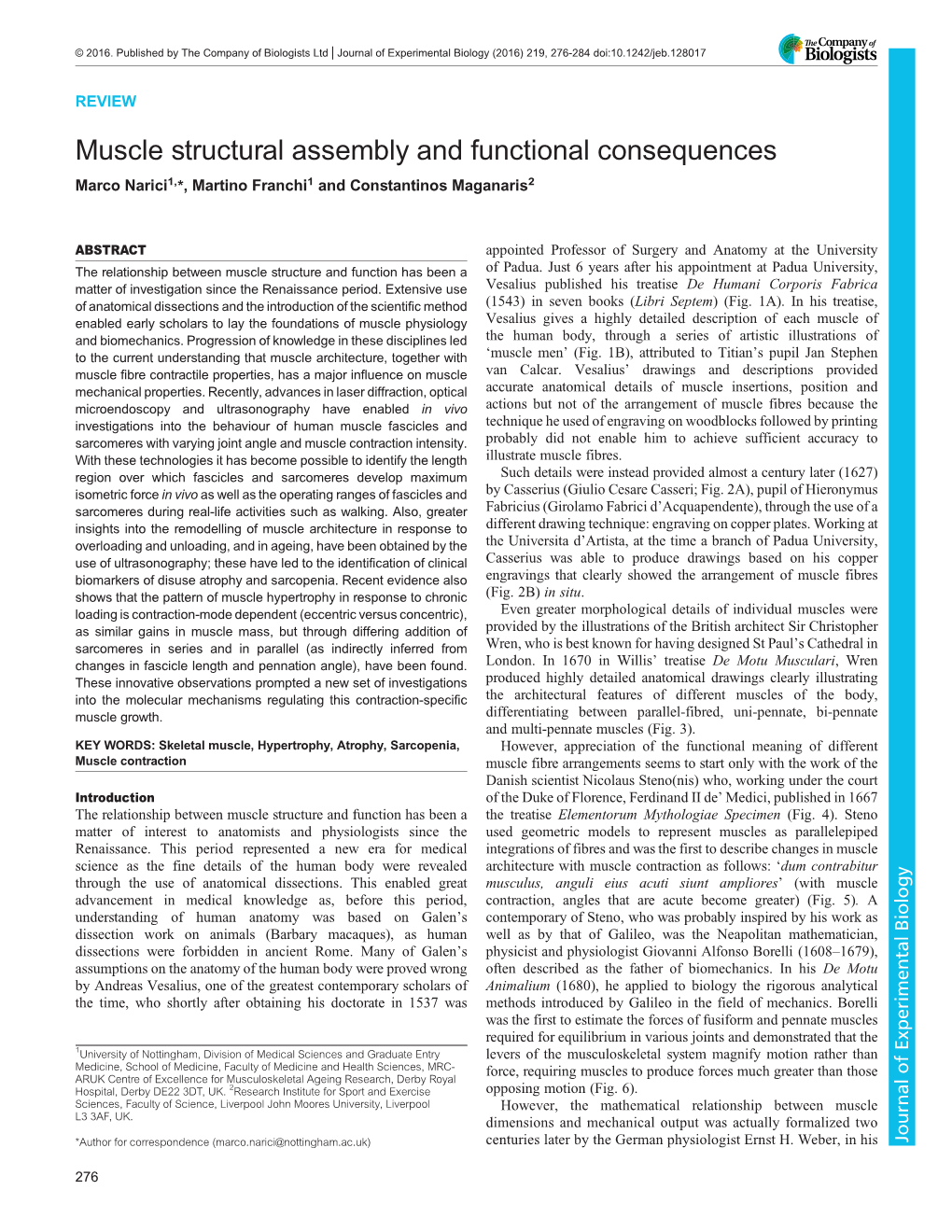 Muscle Structural Assembly and Functional Consequences Marco Narici1,*, Martino Franchi1 and Constantinos Maganaris2