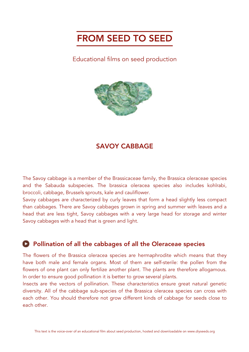 Savoy Cabbage