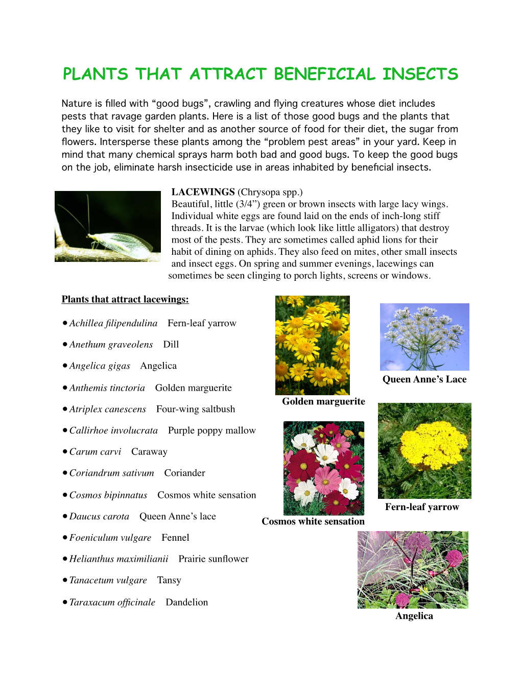 Plants That Attract Beneficial Insects