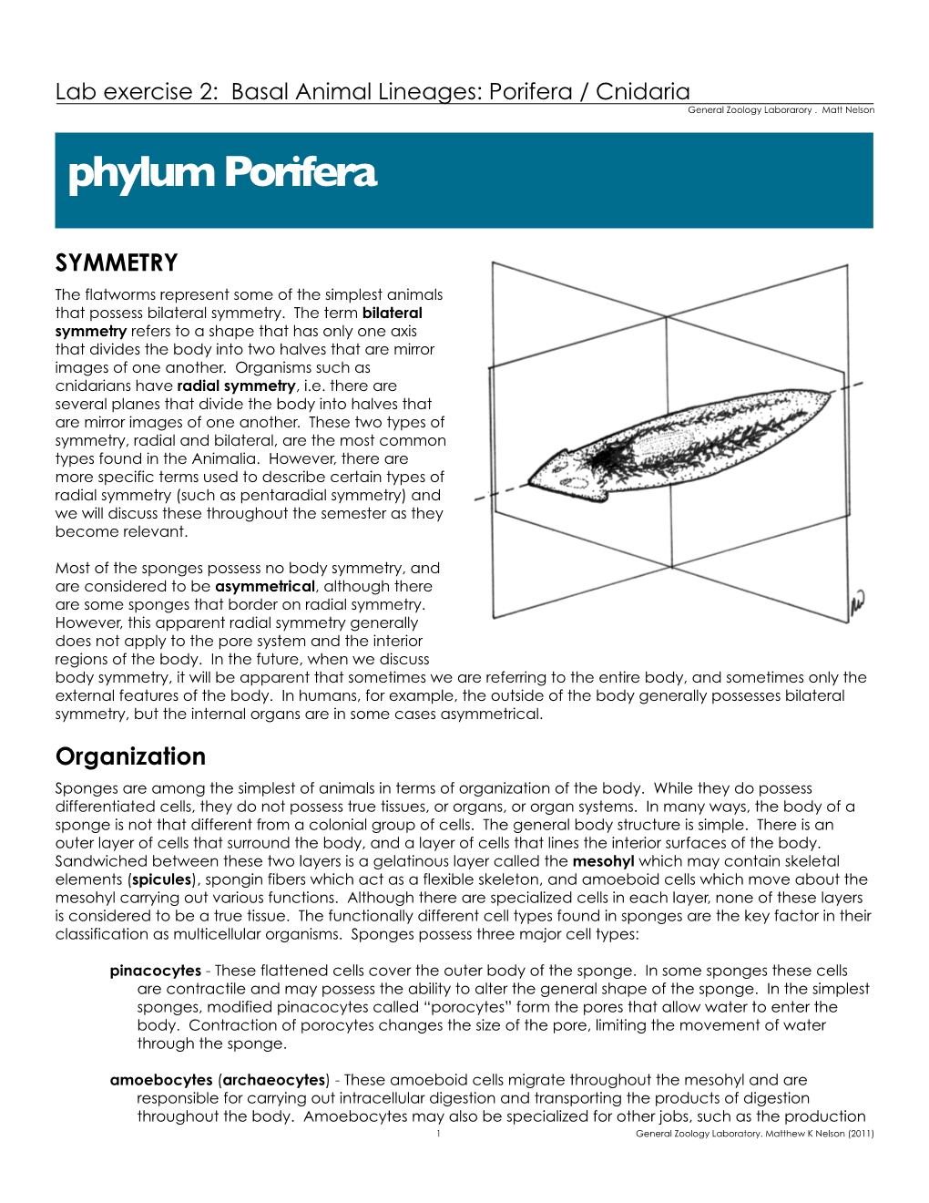 Phylum Porifera