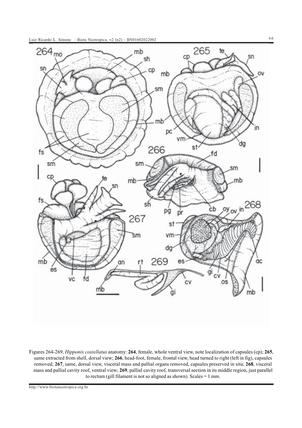 Figures 264-269, Hipponix Costellatus Anatomy: 264, Female, Whole Ventral View, Note Localization of Capsules (Cp); 265, Same Ex