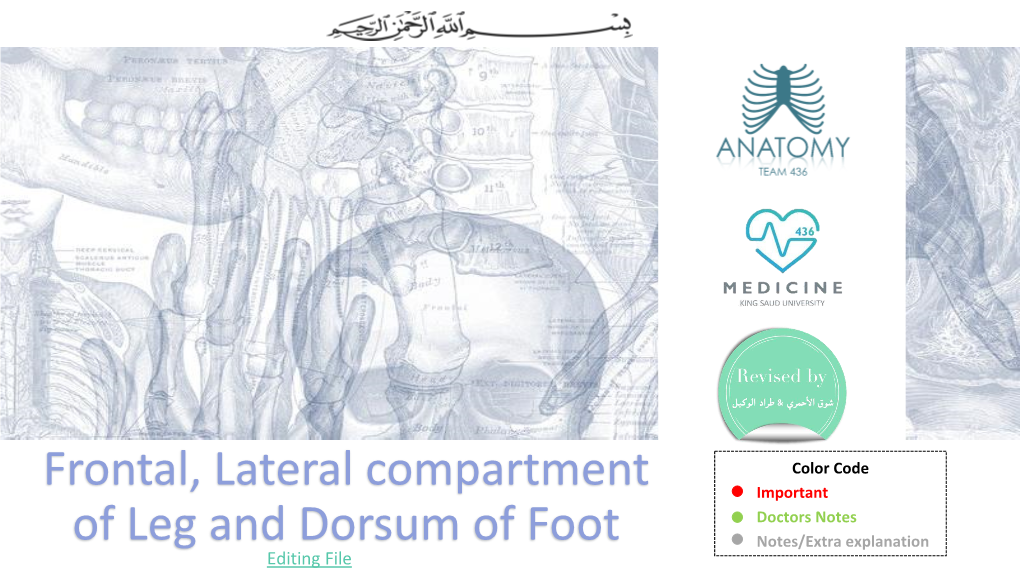 Frontal, Lateral Compartment of Leg and Dorsum of Foot