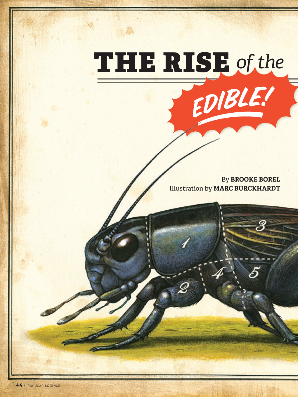 THE RISE of the EDIBLE!