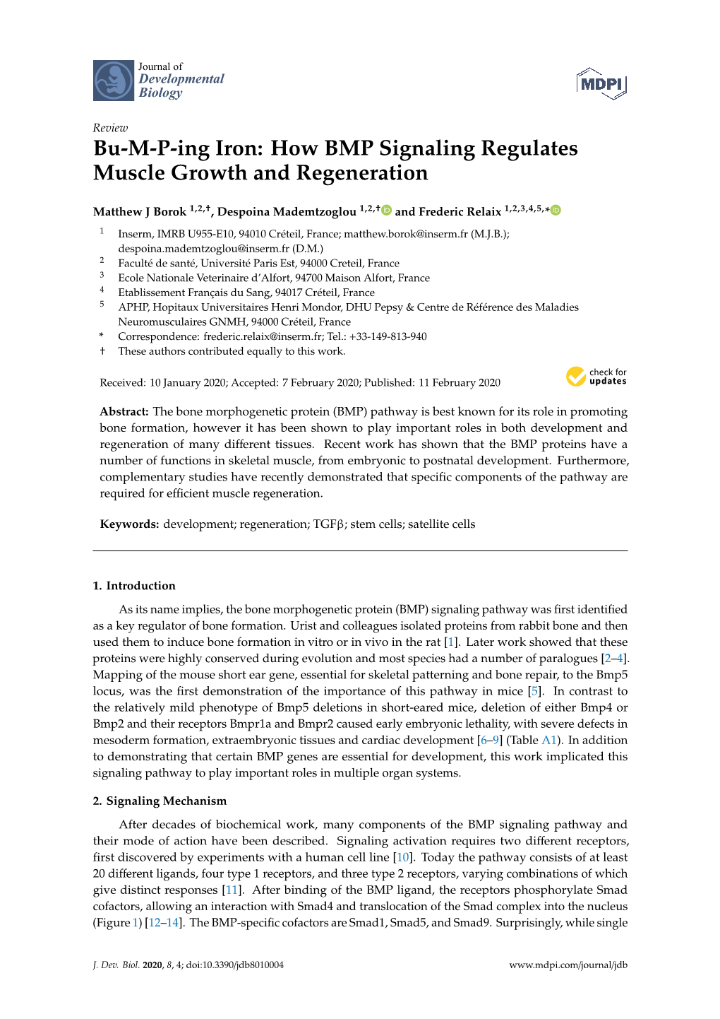 How BMP Signaling Regulates Muscle Growth and Regeneration