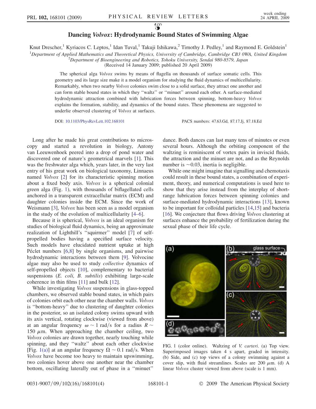 Dancing Volvox: Hydrodynamic Bound States of Swimming Algae