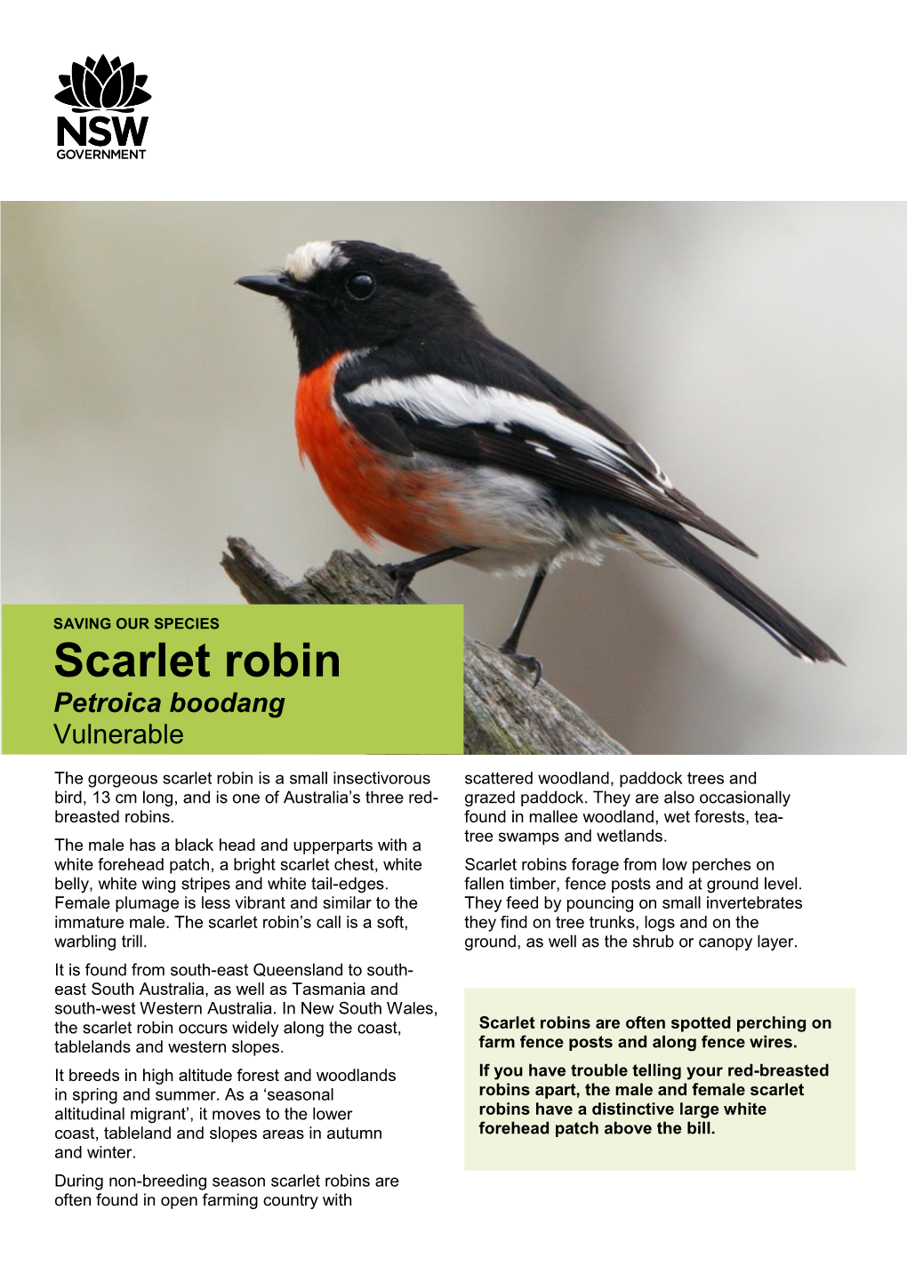 Scarlet Robin Petroica Boodang Vulnerable