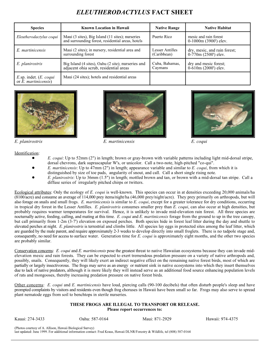 Frog Fact Sheet – Eleutherodactylus