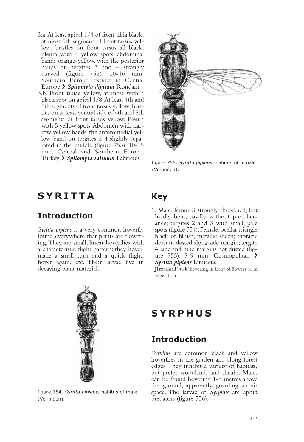 Syritta Syrphus